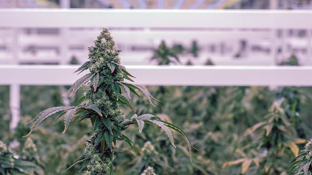 Introducing Our State-of-the-Art Cannabis Cultivation Site