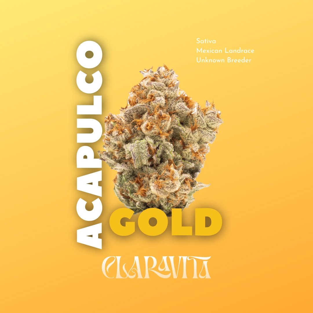Acapulco Gold by Claravita, CNA Stores’ in-house flower brand grown in Amesbury, MA. Dense golden buds with frosty trichomes.