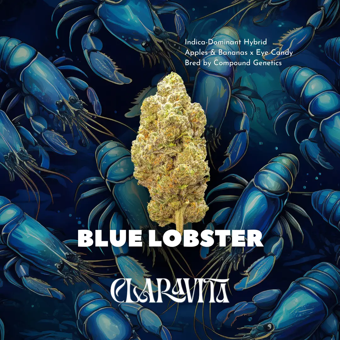 Blue Lobster strain buds with deep blue hues, frosty trichomes, and citrus-diesel aroma, known for relaxing hybrid effects.