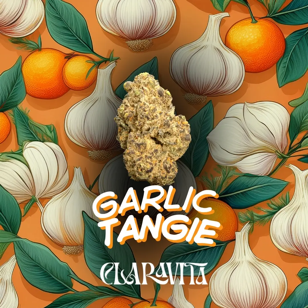 Garlic Tangie cannabis strain photo showcasing frosty buds with bold aroma, available at CNA Stores.