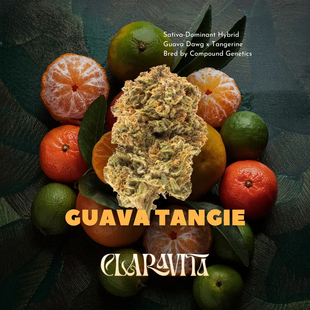 Guava Tangie cannabis strain with vibrant frosty buds, tropical citrus aroma, and uplifting hybrid effects from CNA Stores.