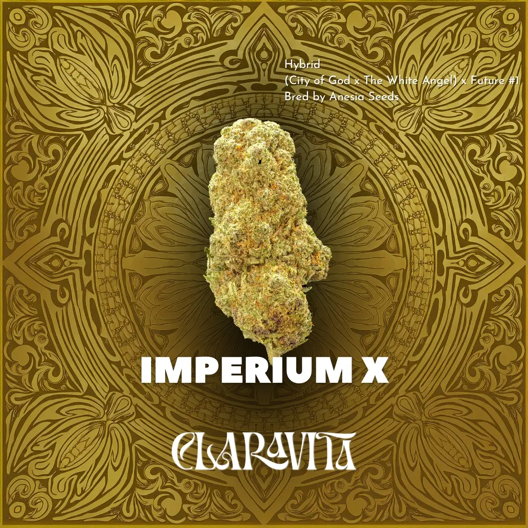 Imperium X cannabis strain with dark, frosty buds and bold aroma, available at CNA Stores in Amesbury and Haverhill.