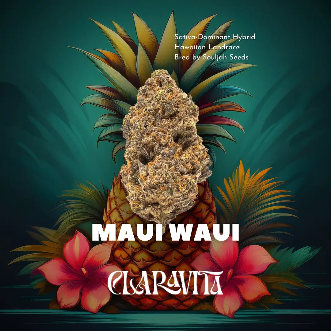 Maui Waui cannabis strain with light green buds, tropical aroma, and uplifting sativa effects at CNA Stores.