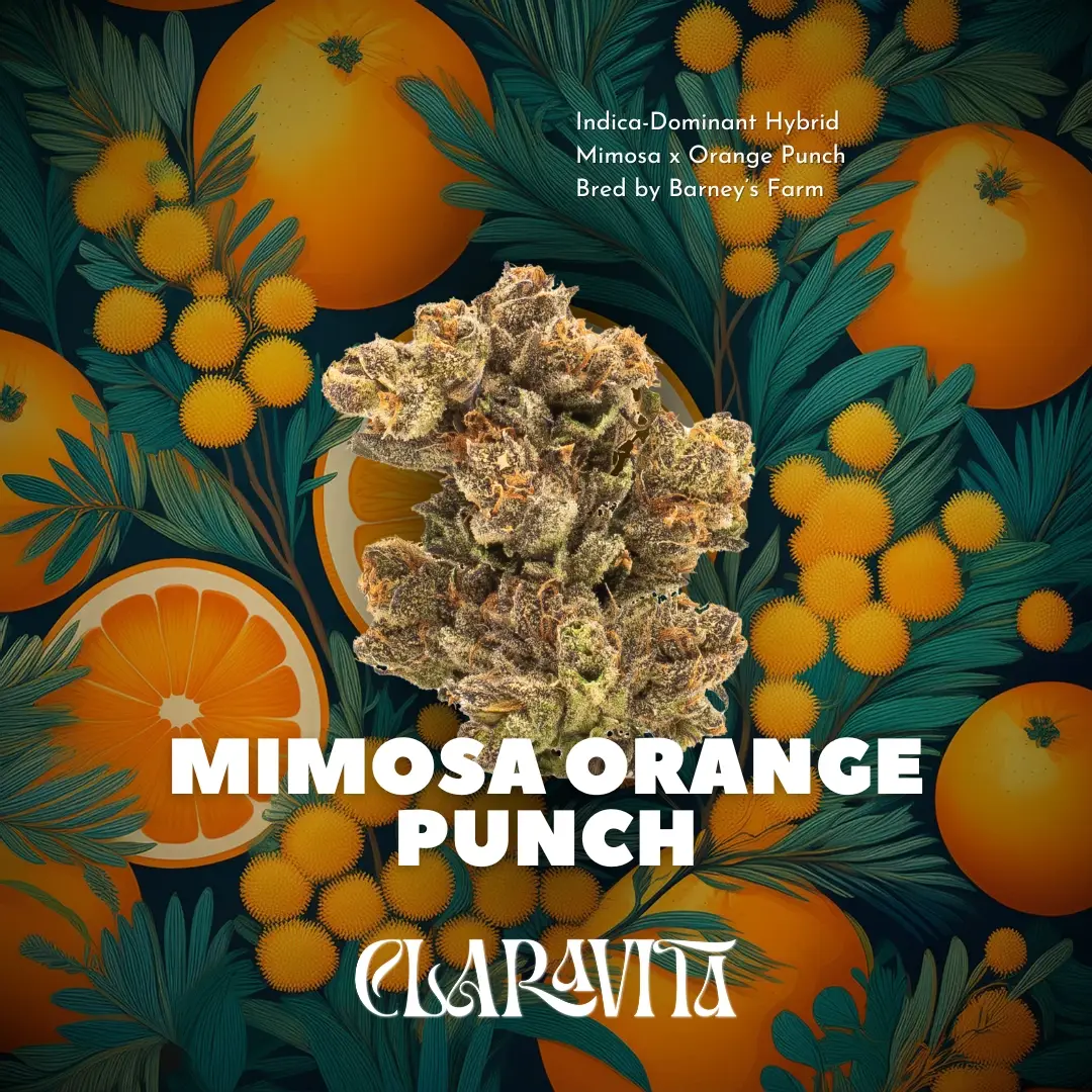Mimosa Orange Punch cannabis strain with frosty, colorful buds, citrus aroma, and uplifting hybrid effects from CNA Stores.