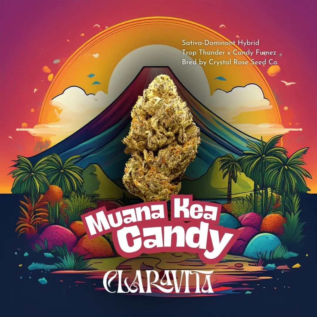 Muana Kea Candy cannabis strain with frosty, colorful buds and tropical fruit aroma at CNA Stores.