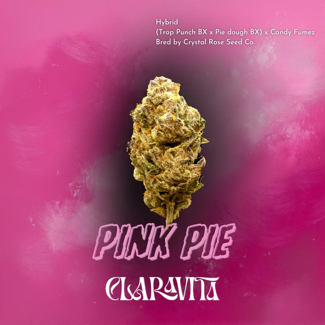 Pink Pie cannabis strain with dense frosty buds, dessert-like berry aroma, and relaxing hybrid effects from CNA Stores.