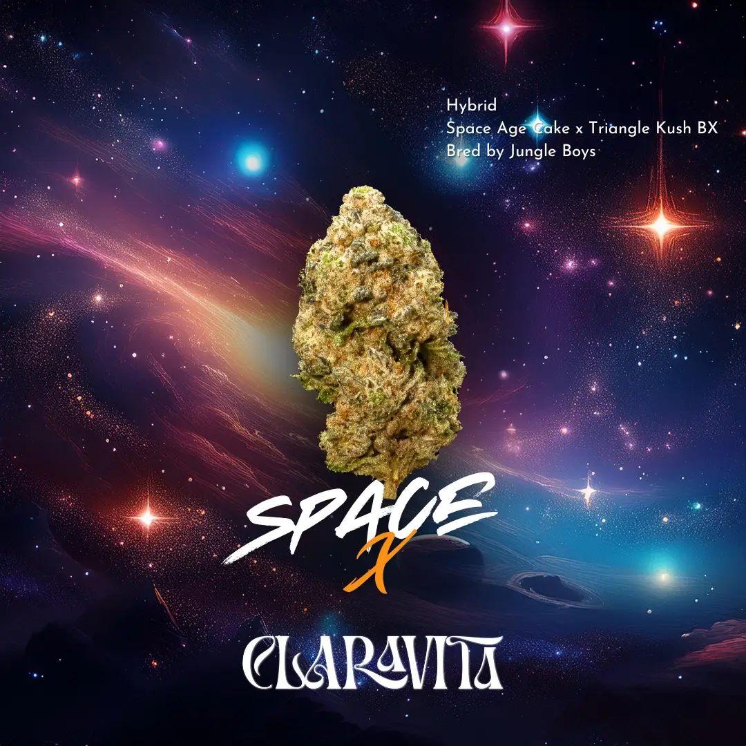 Space X cannabis strain featuring dense, frosty buds with gassy, cosmic aroma and strong hybrid effects at CNA Stores.