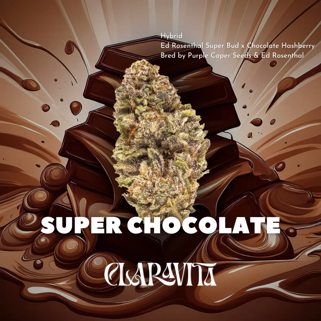 Super Chocolate cannabis strain with dense, dark frosty buds, rich cocoa aroma, and relaxing hybrid effects from CNA Stores.