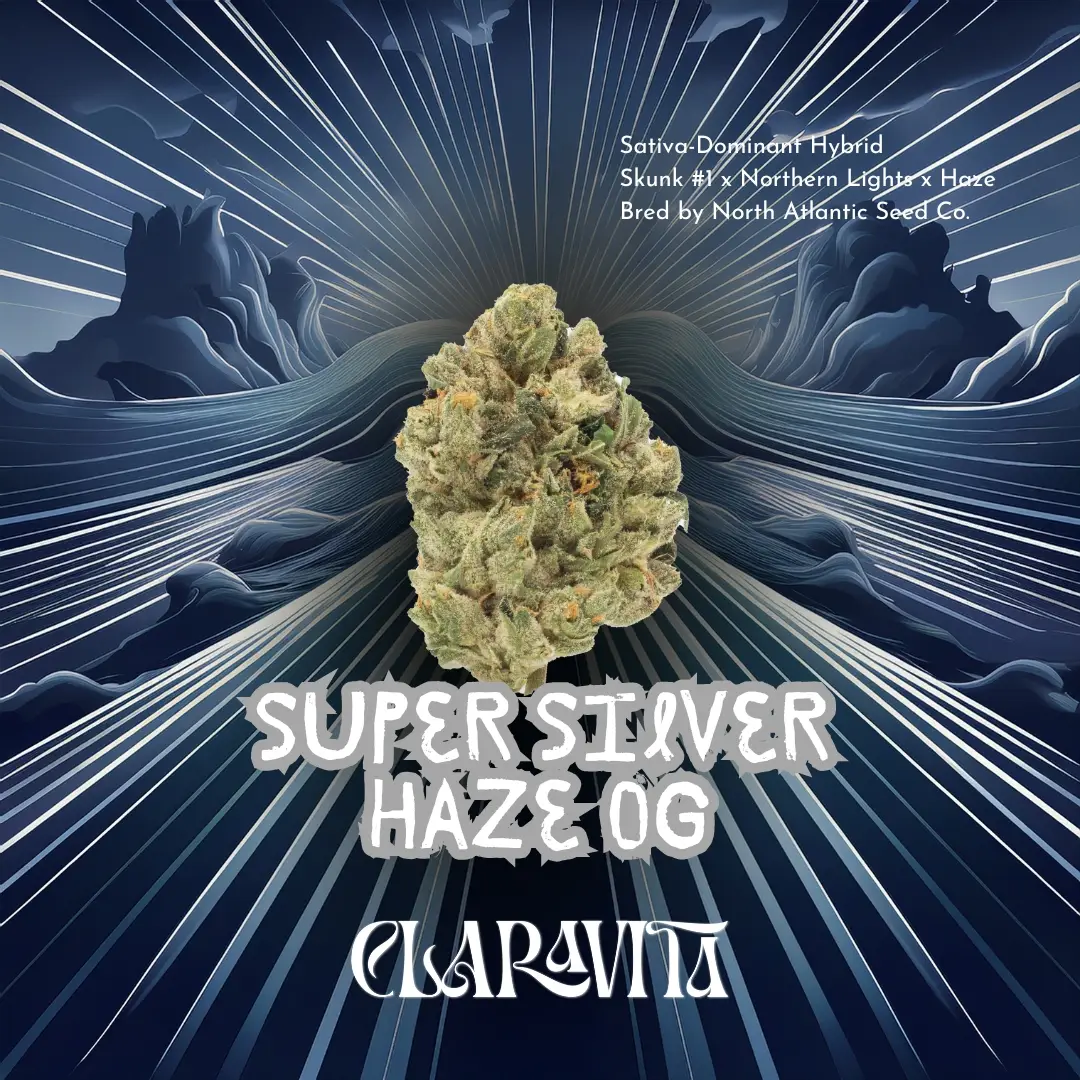 Super Silver Haze OG cannabis strain with shimmering frosty buds, citrus-pine aroma, and energizing sativa effects at CNA Stores.