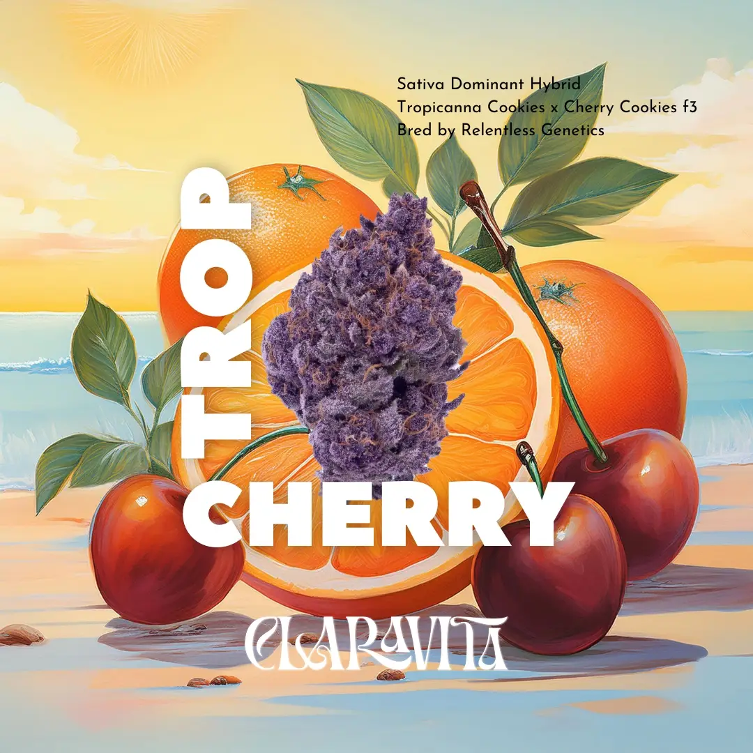 Trop Cherry cannabis strain with colorful frosty buds, sweet tropical cherry aroma, and balanced hybrid effects from CNA Stores.