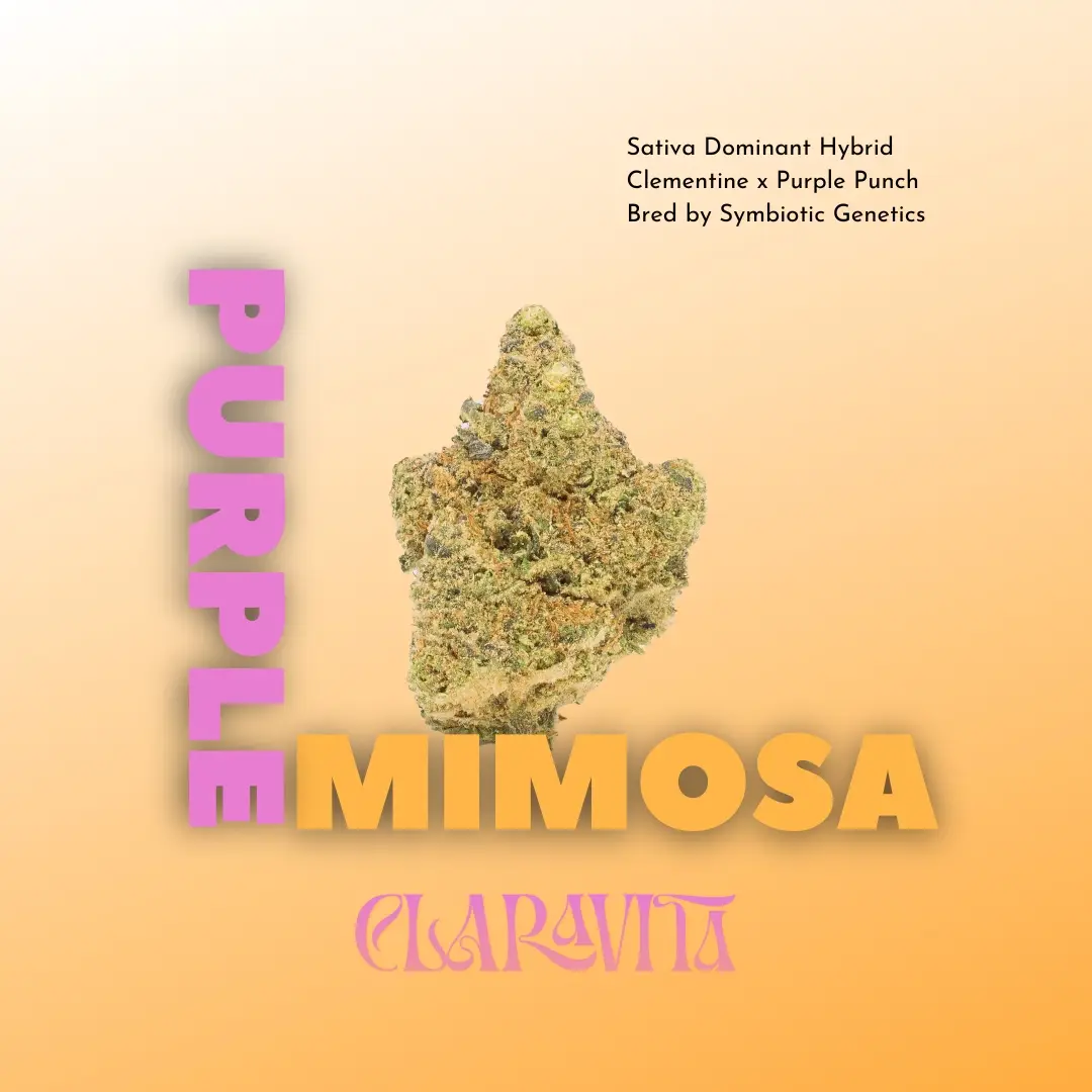 Purple Mimosa cannabis strain with frosty purple buds, citrus-berry aroma, and uplifting effects at CNA Stores.
