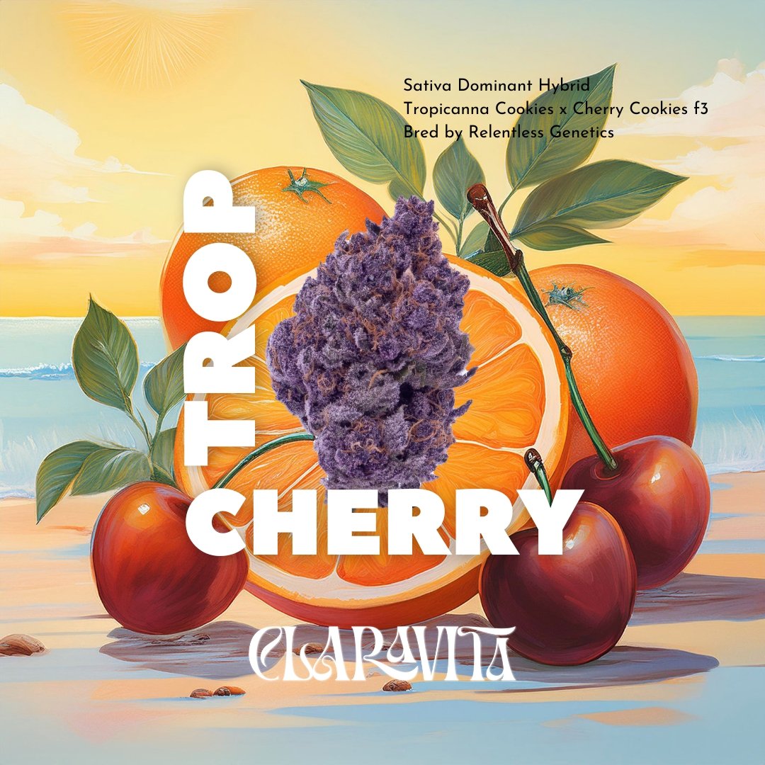 cannabis-flower-trop-cherry